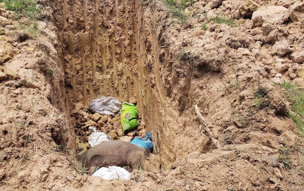 Just a few hundred meters from the village pagoda, agriculture officials responding to an African swine fever outbreak dug a mass grave for pigs where the infected and culled animals were burned and buried. One pig carcass was exposed in the hole when reporters visited Kraing Yov in mid-July 2019. (Danielle Keeton-Olsen)